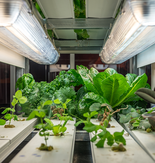 The Martian Garden showing plants growing with water.