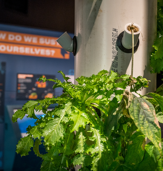 The Martian Garden exhibit