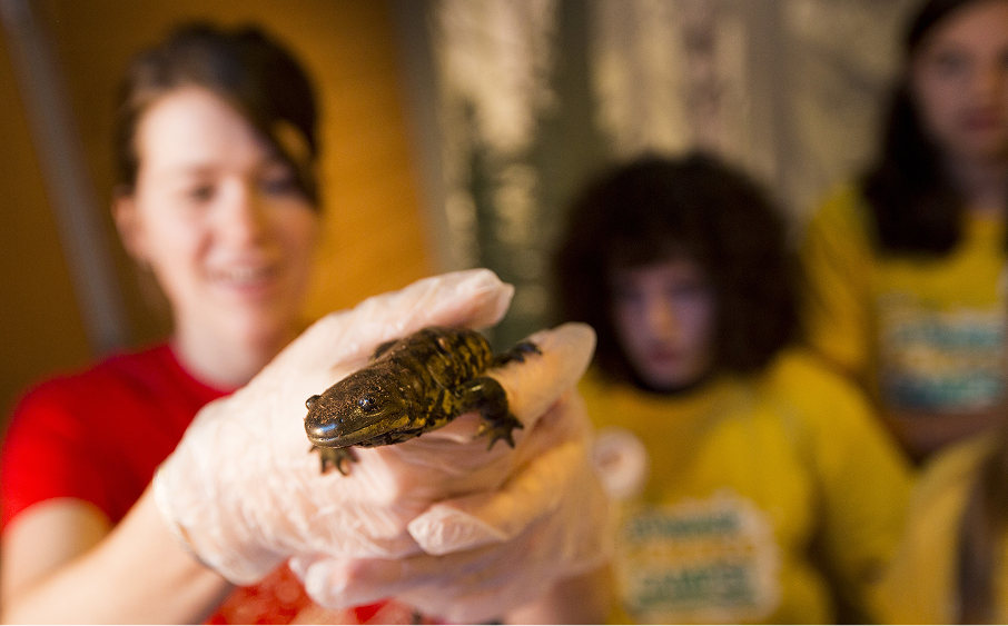 Science Center volunteer handling a reptile.