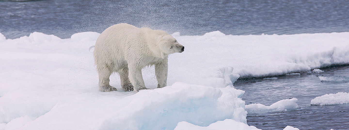A polar bear shaking ice from its fur.