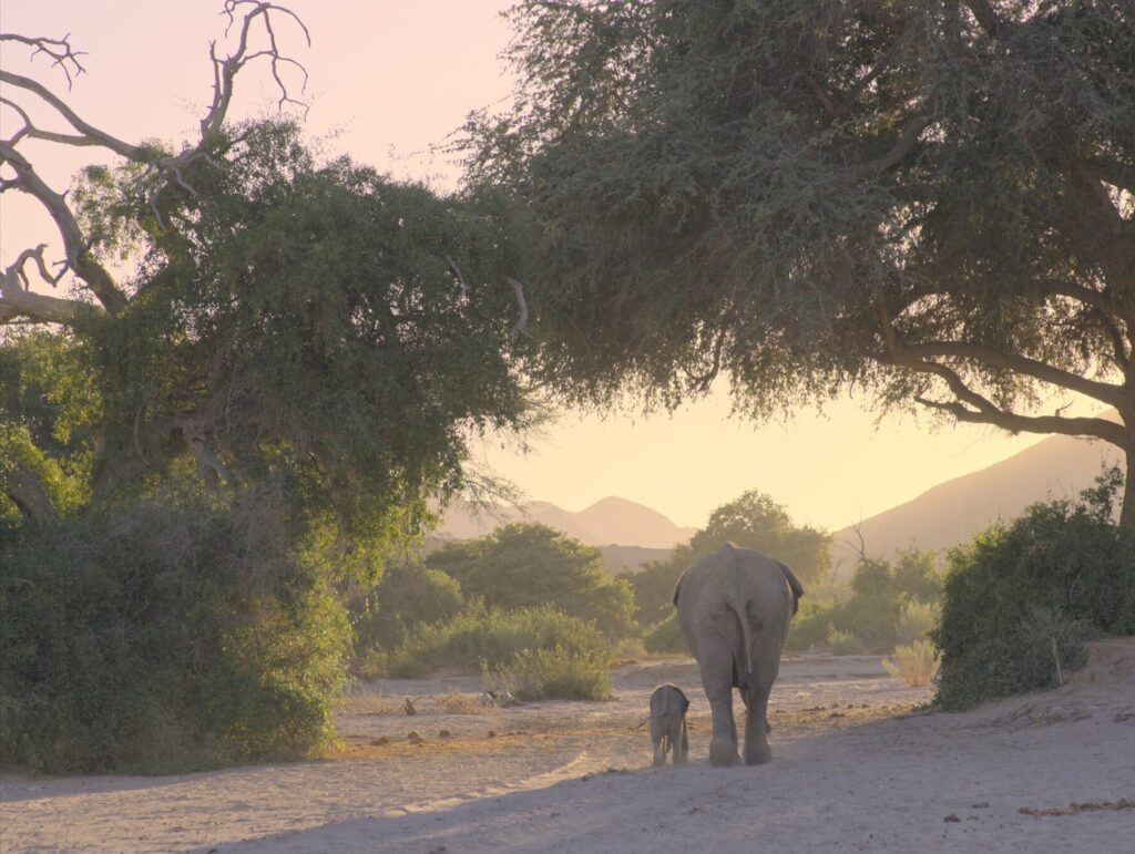 A baby elephant and mother walking in the desert